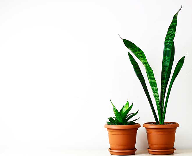 snake plant for home