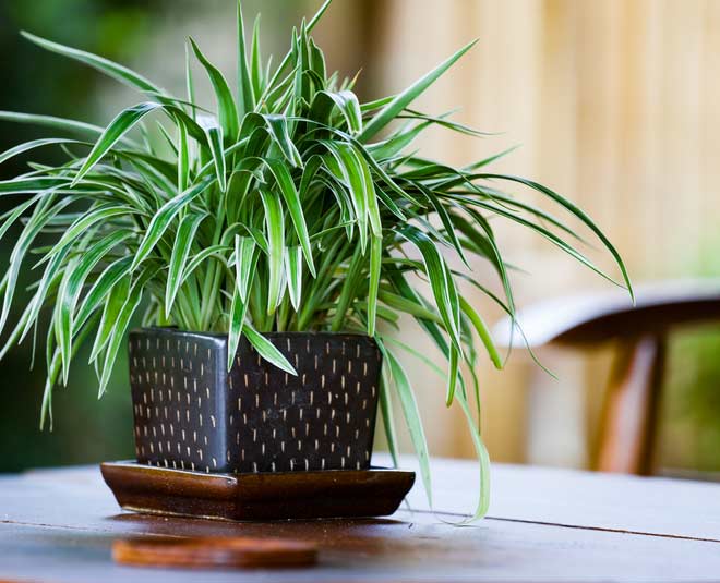7 Spider Plant Benefits And Why Your Home Needs One