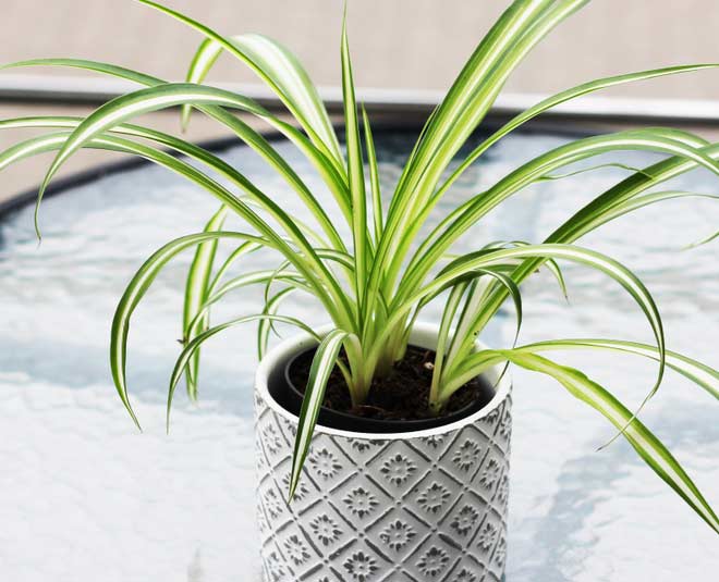 6 Reasons You Should Get A Spider Plant For Your Home