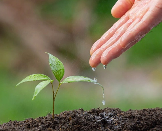 stevia plant in hindi