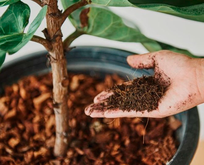 things to do before planting any houseplant inside 