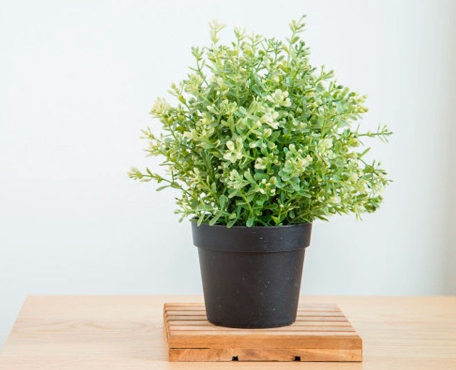 things to do before planting any houseplant inside 