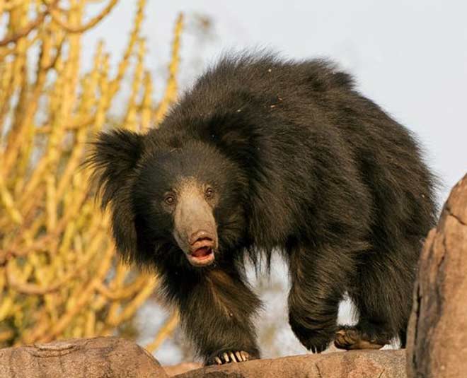 Daroji Bear Sanctuary