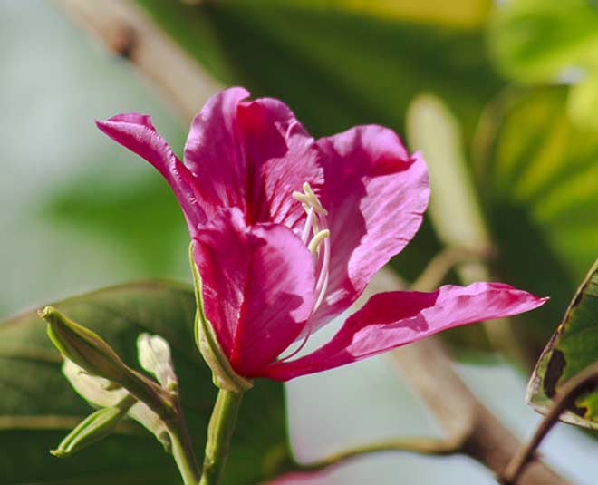 Kachnar Tree Health Benefits | kachnar tree health benefits | HerZindagi