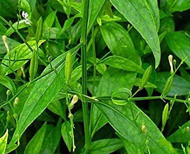 about kalmegh plant and benefits inside 