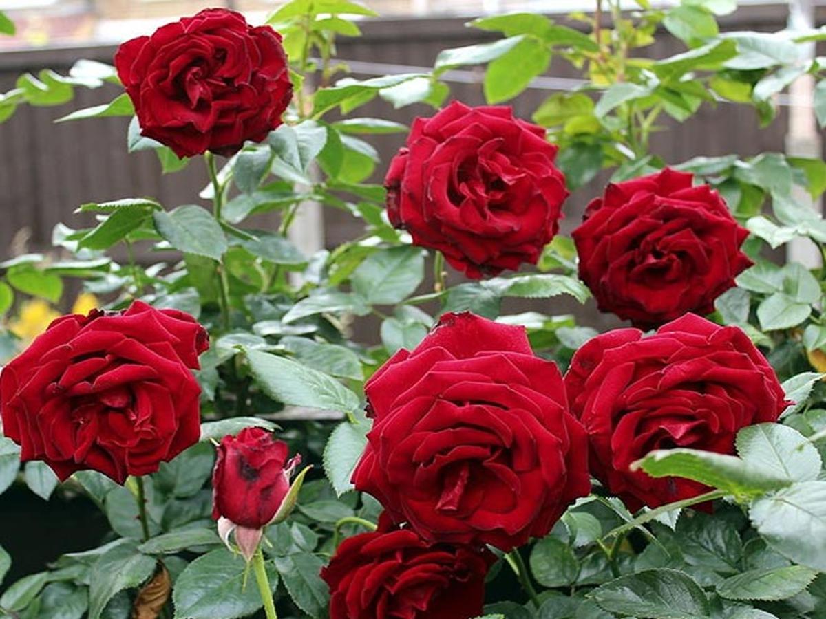 How To Grow Rose Plant At Home