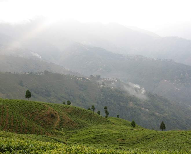 दार्जिलिंग का टी एस्टेट darjiling tea estate