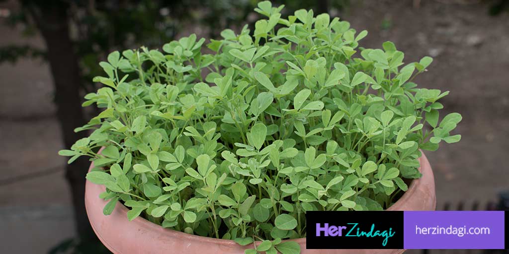 How To Grow Fenugreek Leaves At Home In Hindi how to grow fenugreek
