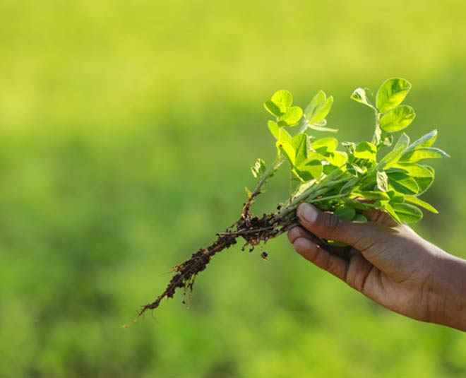 fenugreek leaves benefits