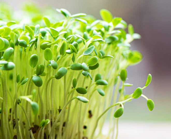 fenugreek seeds methi