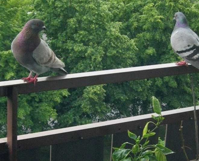 get rid pigeons balcony inside 