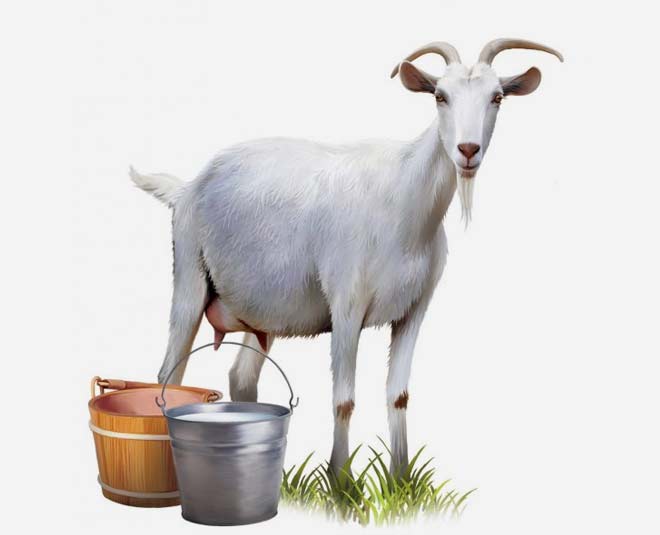 goat milk and its benefits inside 