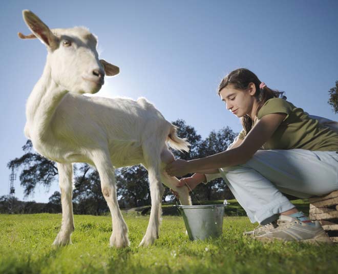 goat milk and its benefits inside 