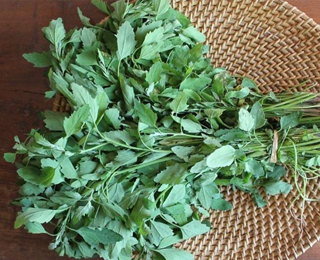 grow bathua saag at home inside 