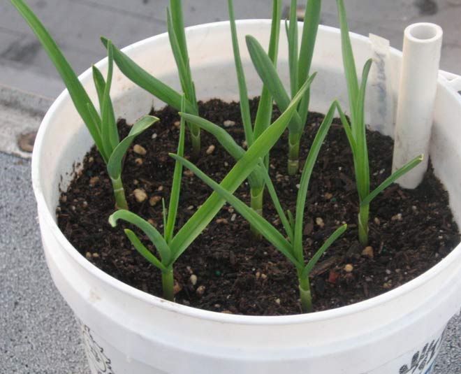 grow  garlic plant at home inside 