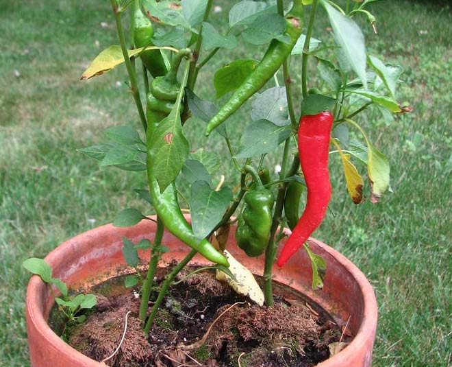 grow green chillies in pots at home inside 