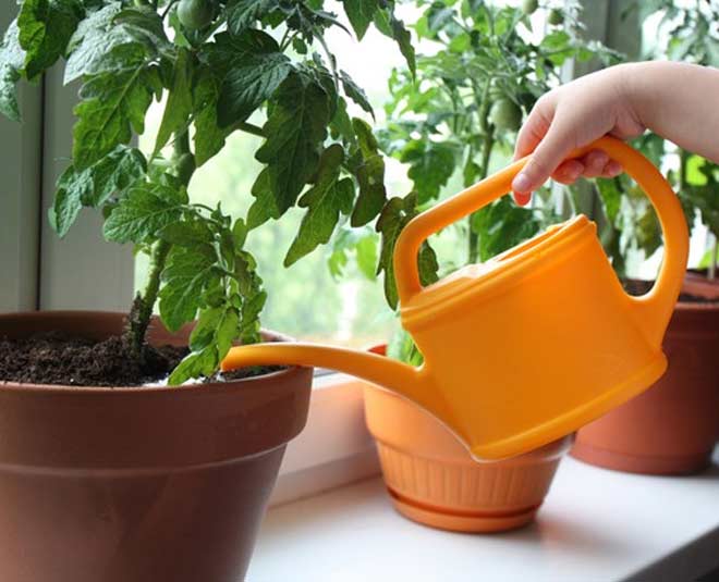 grow tomatoes at home tips inside 