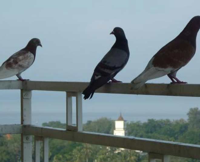 how to get rid pigeons balcony inside 