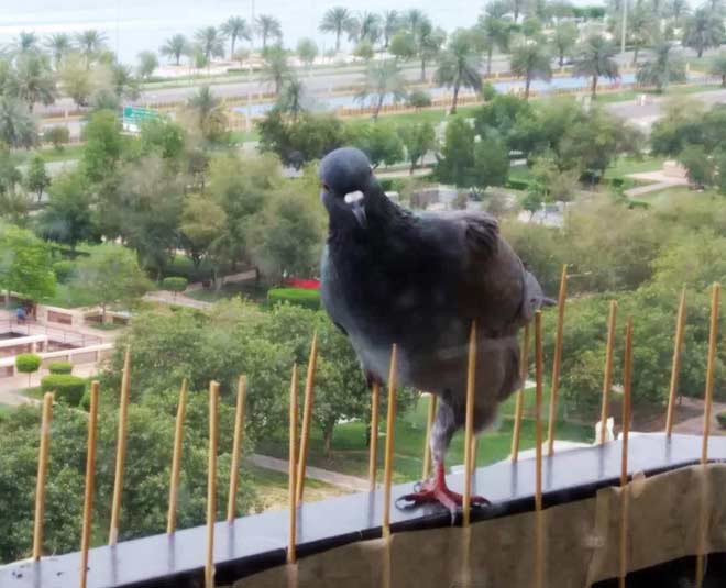 how to get rid pigeons balcony inside 
