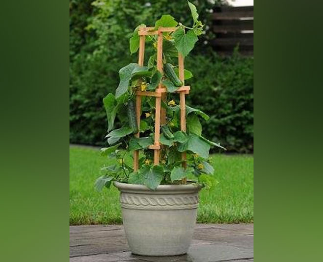 how to grow cucumber in pots at home inside 