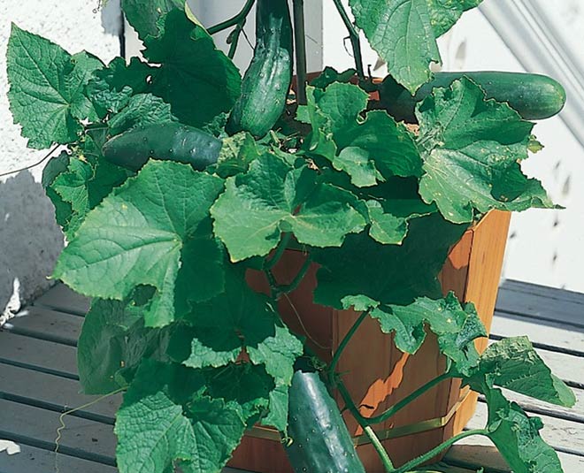 how to grow cucumber in pots at home inside 