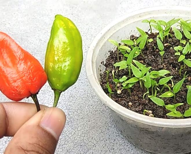 How To Grow Green Chillies In Pots At Home How To Grow Green Chillies