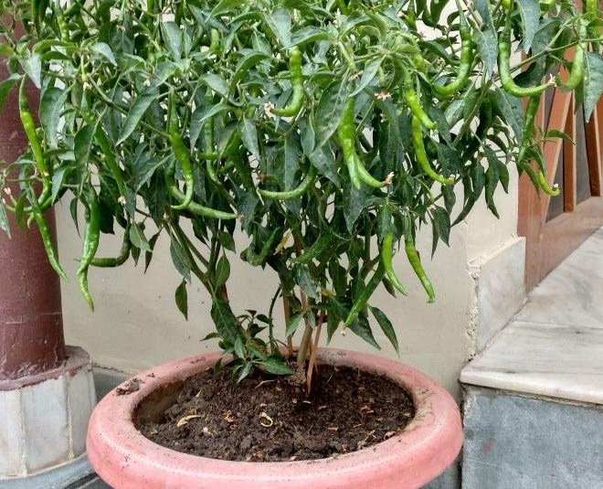 How To Grow Green Chillies In Pots At Home How To Grow Green Chillies