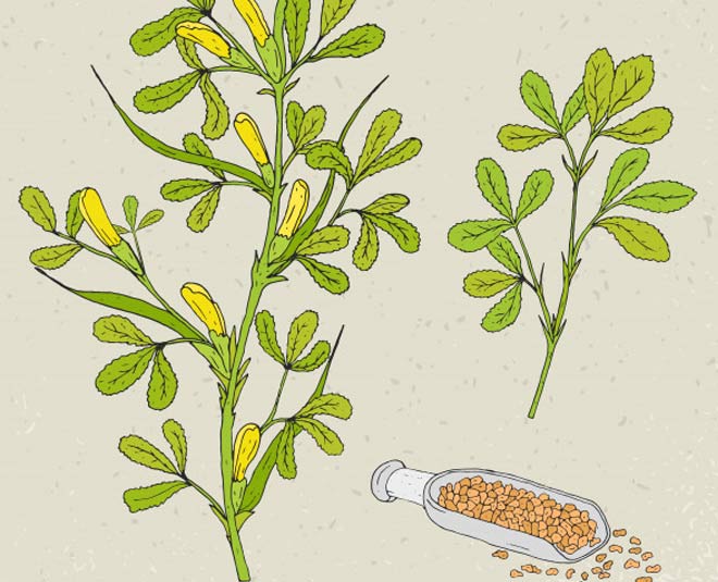 how to grow methi