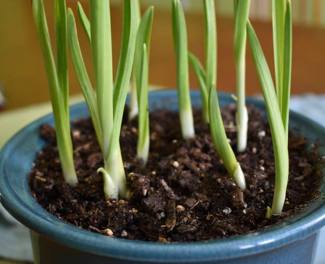 ideas to grow  garlic plant at home inside 