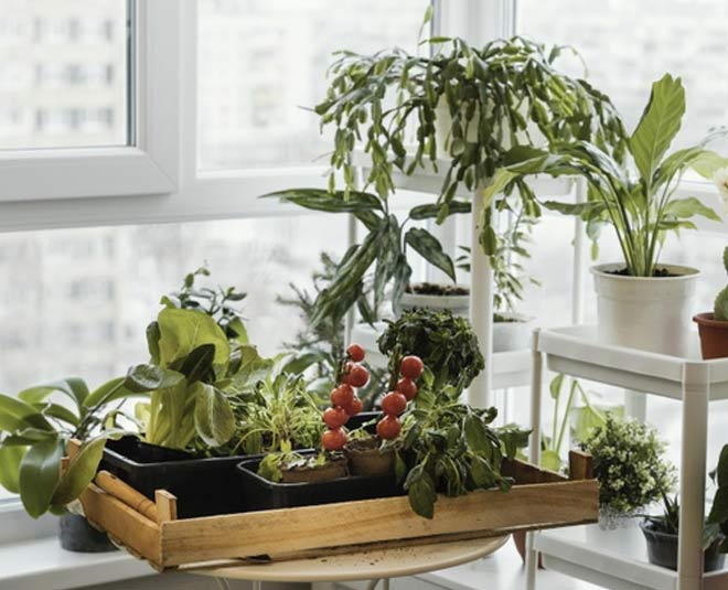 indoor besr plant