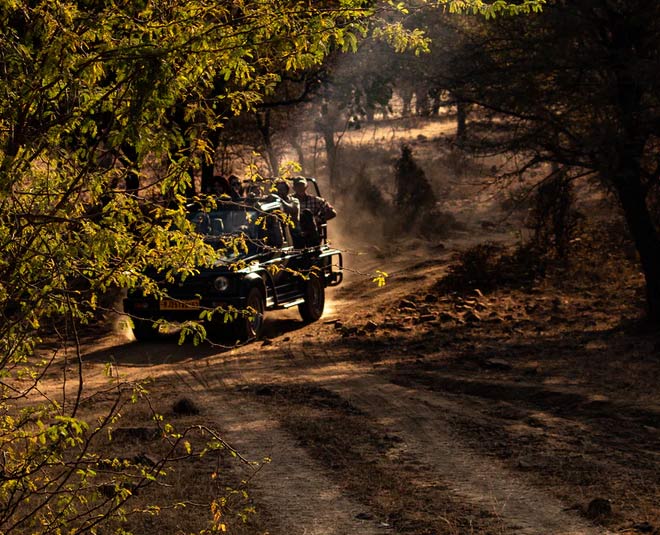 राजस्थान और गुजरात में वन्यजीव सफारी jungle safari