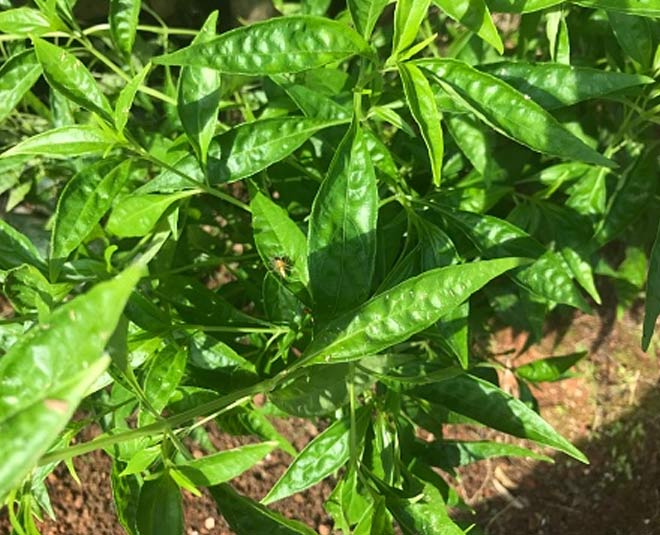 know about kalmegh plant and benefits inside 