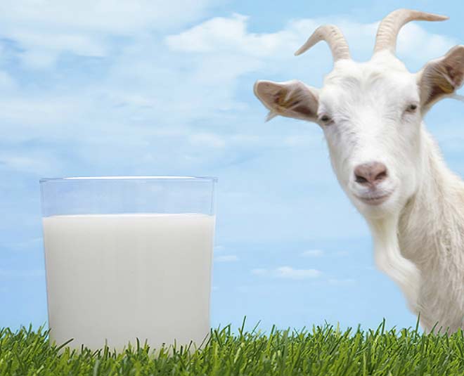 know goat milk and its benefits inside 