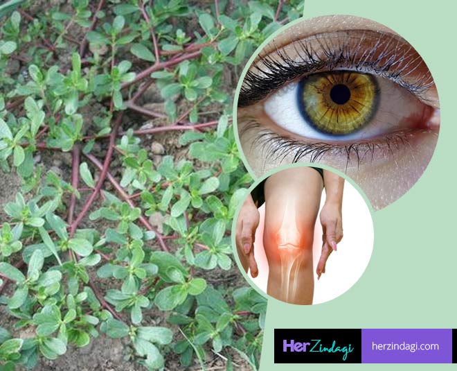 Kulfa Leaves Health Benefits In Hindi kulfa leaves health benefits