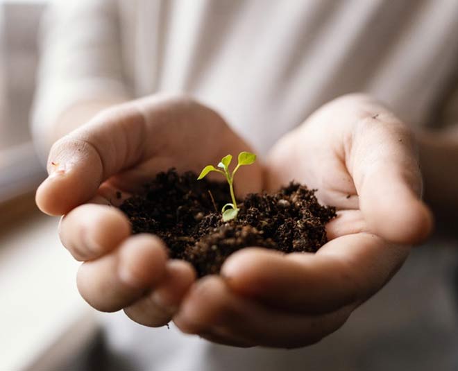 methi seeds formation