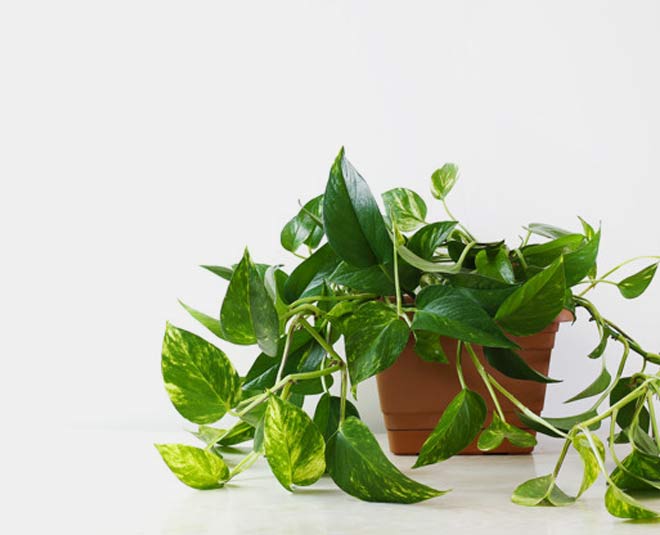 money plant indoor