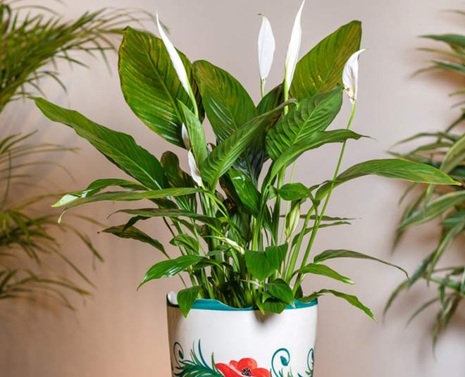 peace lily