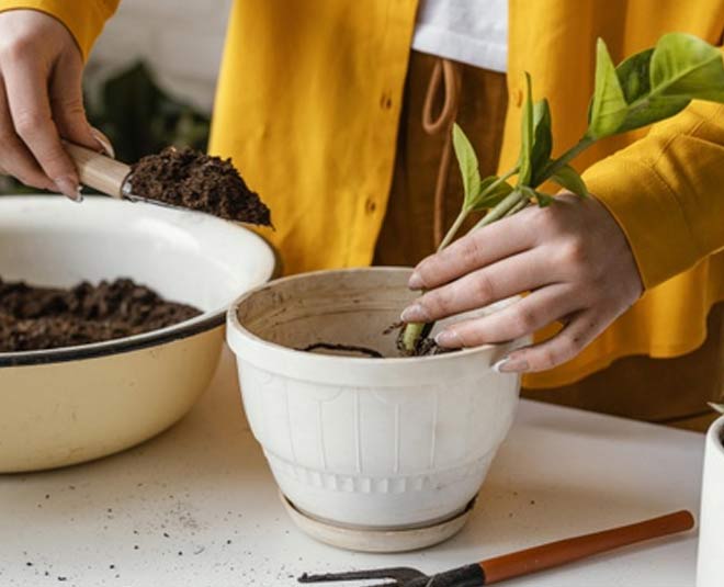 pickle juice for gardening
