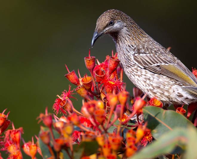 places to visit in bir himachal pradesh inside 