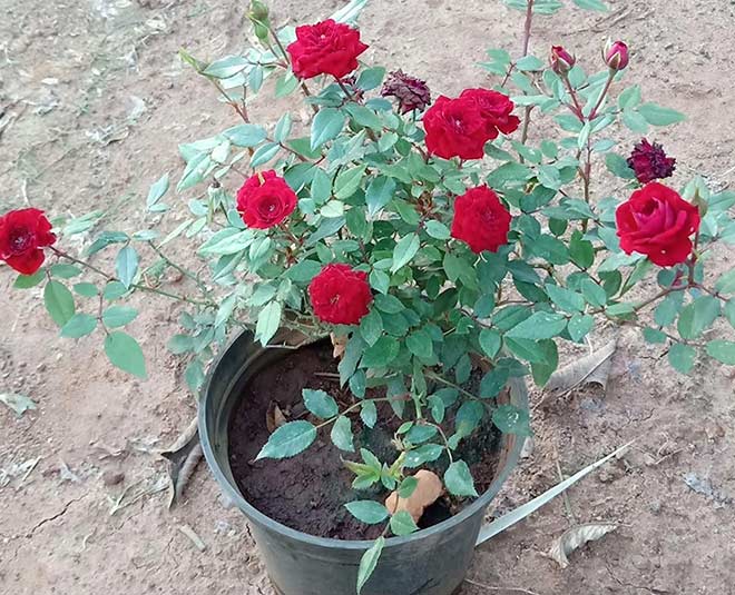 rose plant and hacks for garden