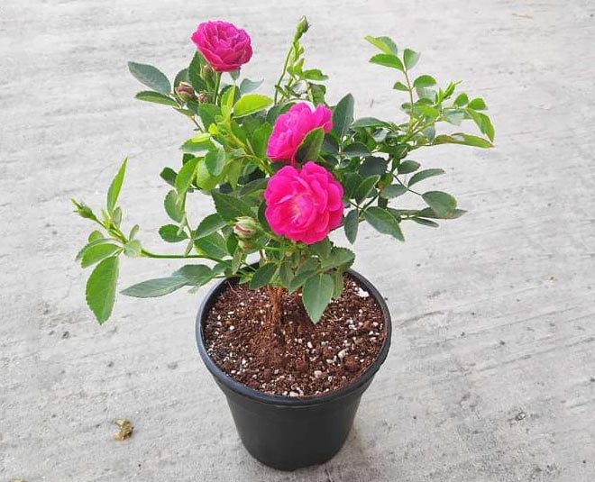 rose plant and tips