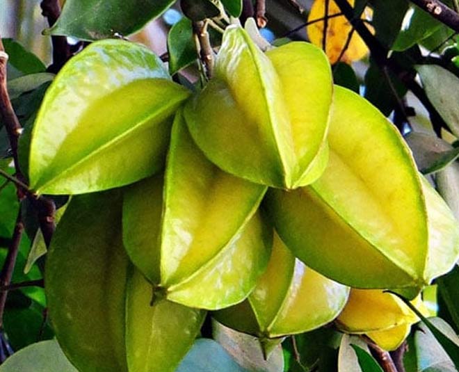 health-benefits-of-star-fruit-and-why-you-should-start-consuming-them