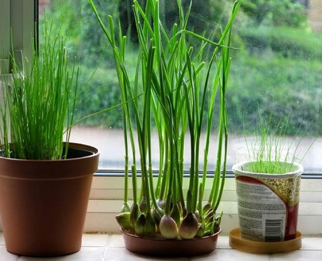 tips to grow  garlic plant at home inside 