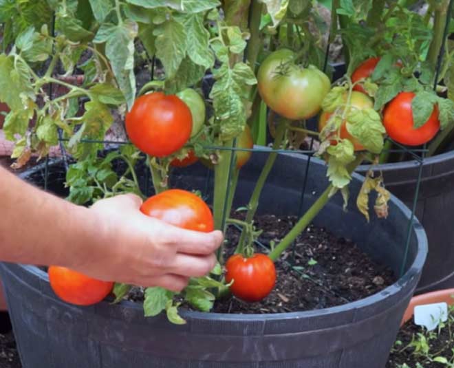 tips to grow tomatoes at home inside 