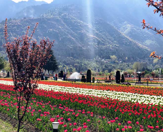 ट्यूलिप सीजन में कश्मीर की सैर tulip garden