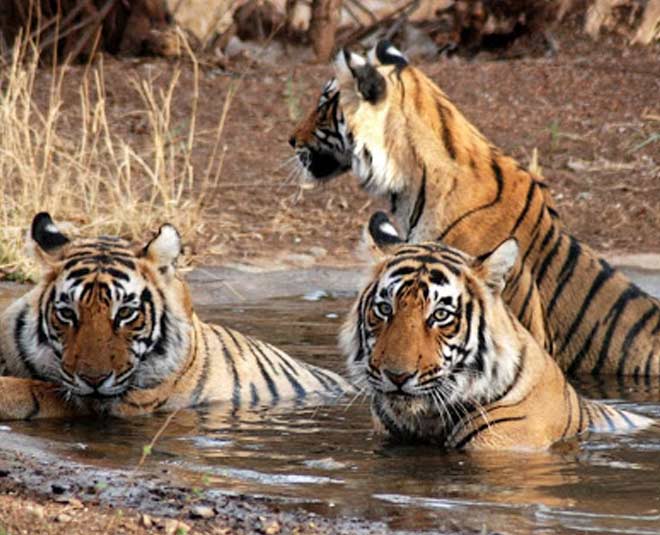 wildlife experience inside 