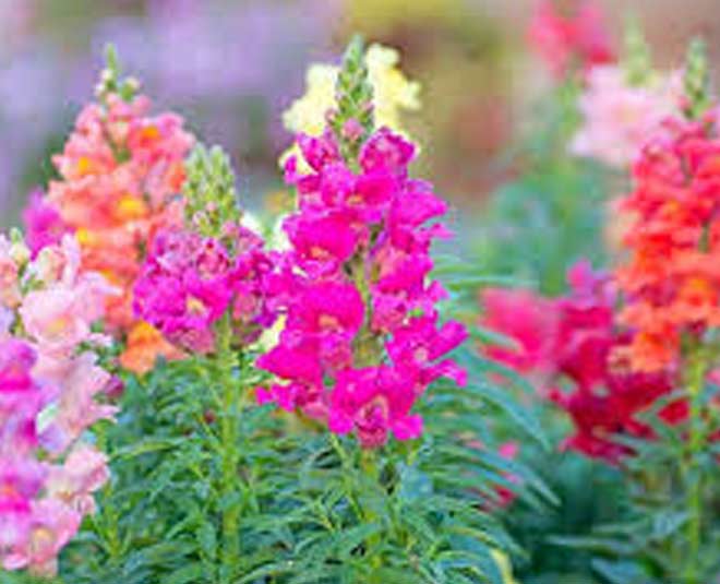 Antirrhinum flower