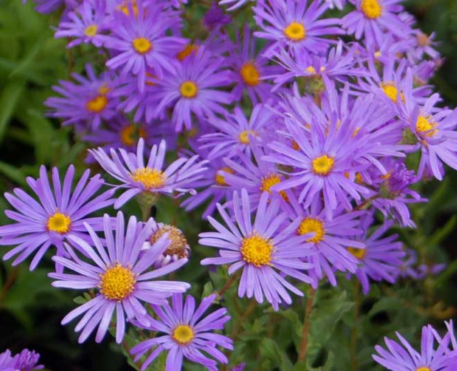Aster flower