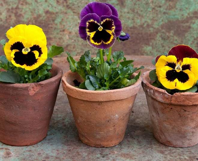 Pansy flower