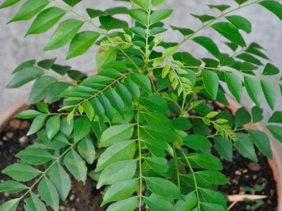 Kitchen Garden: Easy Tips To Grow Curry Leaf Plant At Home